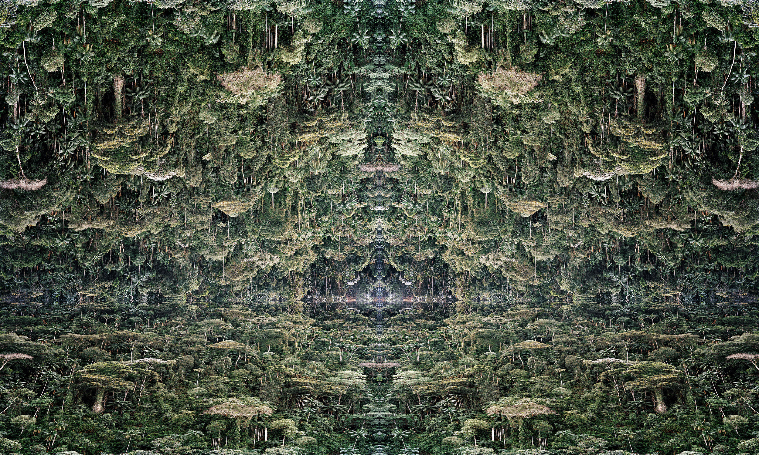 Dracanea