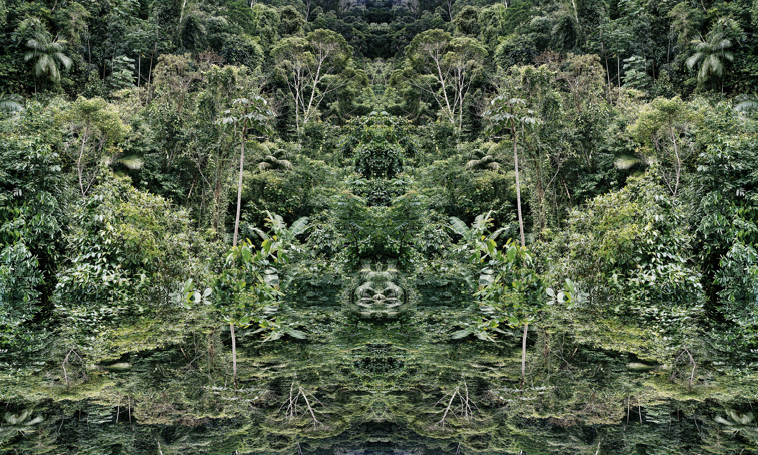 Salix